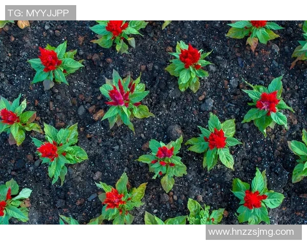 专访黄丽：探寻乒乓球背后的成功秘诀与奋斗历程