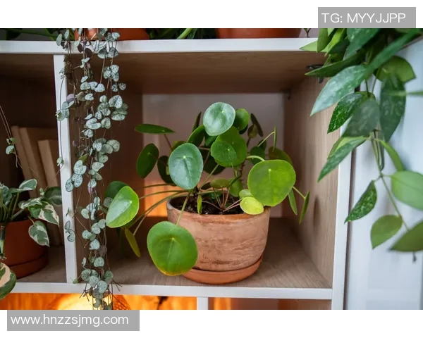 盆栽植物的养护技巧与装饰设计，打造温馨绿色生活空间